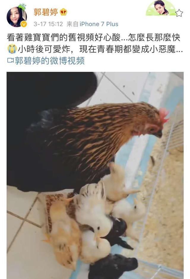  『雅兴』同禽不同命，郭碧婷家的小鸡住豪宅昵称小恶魔，时髦小向太好雅兴