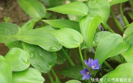  「人称」农村一野草，人称“鸭舌草”，农民讨厌它，其实可食可