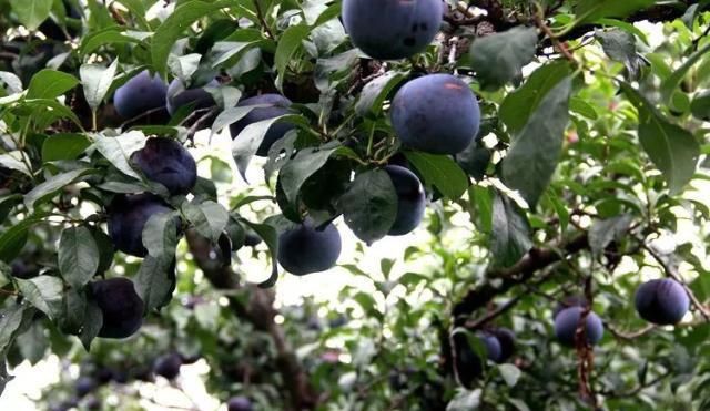 陕西多地黑布林“滞销”消息引发关注 记者深入产地调查发现……