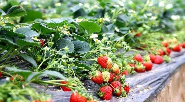  【钱人】农村出现了很多扶贫计划，这三个项目可靠，低成本稳步报答