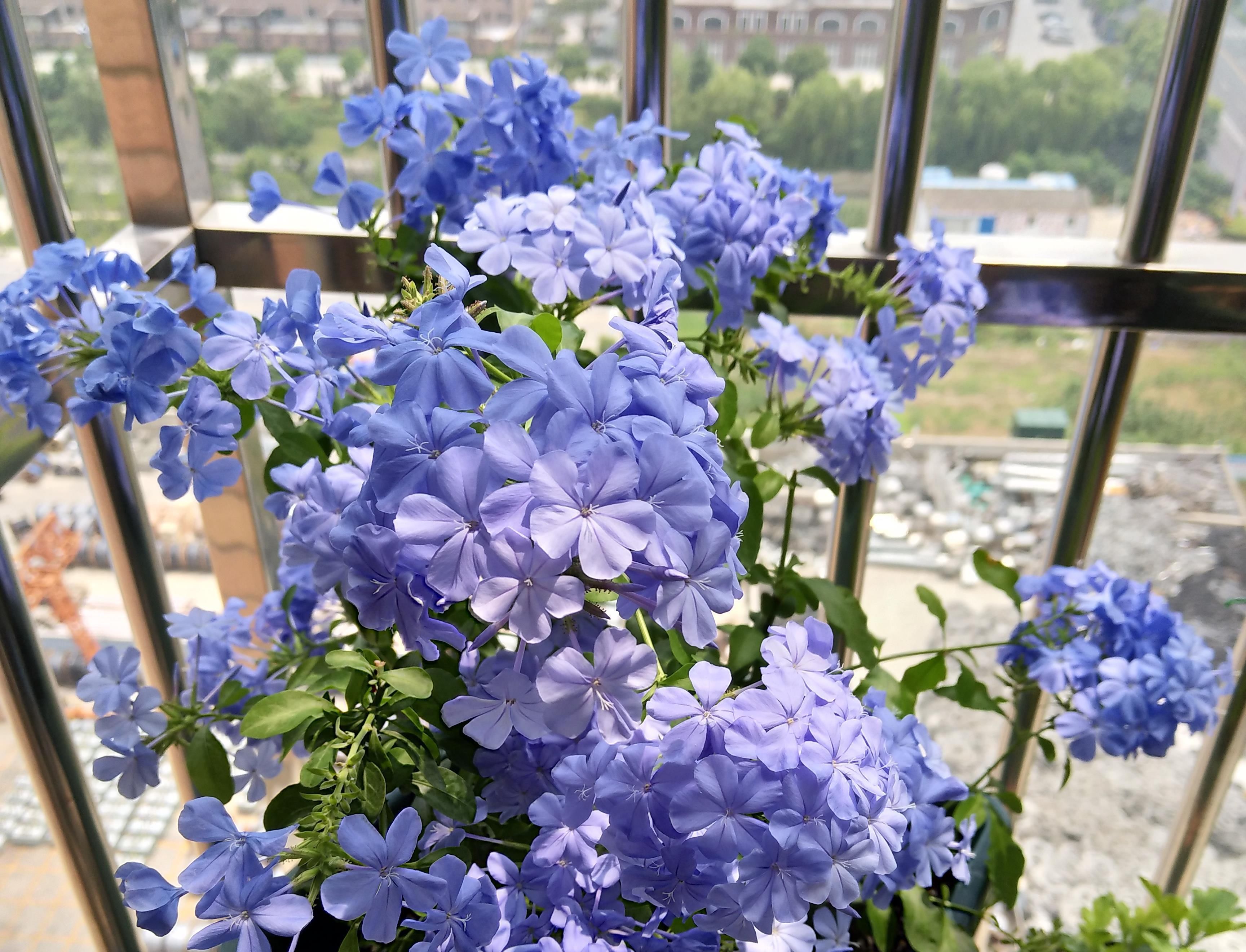  『栽培』夏天养花选这款，栽培容易，观赏性强，花期半年，是阳台盆栽佳品