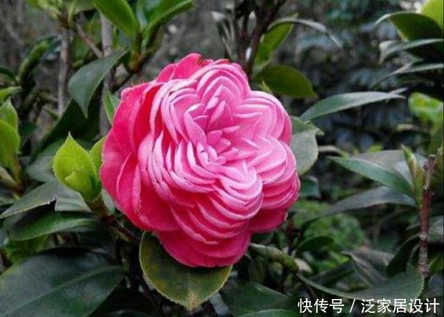 「珍品」怎样才能繁殖出漂亮的茶花珍品“十八学士”