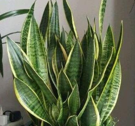 『茉莉花』“3种花”养卧室,改善睡眠质量,睡得香,很多花友都喜欢!