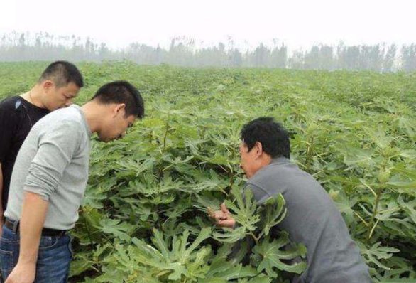  #收益#1斤4元，一瓶收益160元，种植40亩卖不出去，农民:下一年