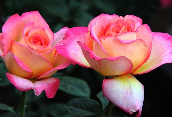  特别■天气越来越热，阳台种植这些耐热花朵就好了，花朵蹭蹭窜