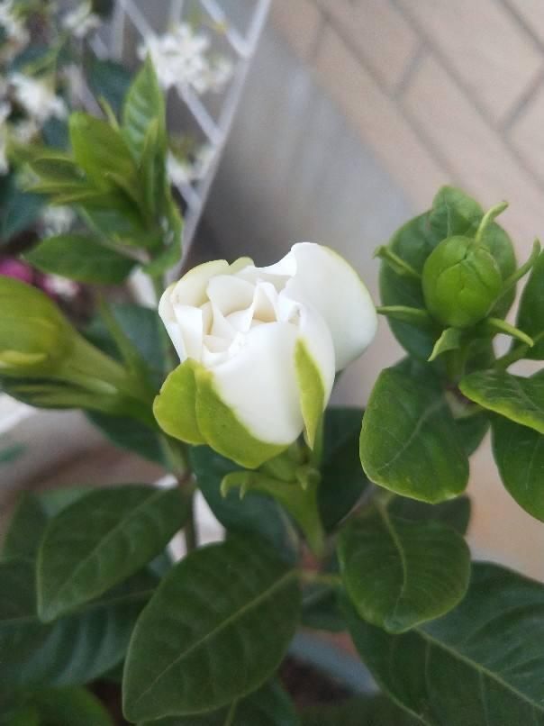 「栀子花」刚买回家的花，掉花苞，黄叶子，修剪一下还能活