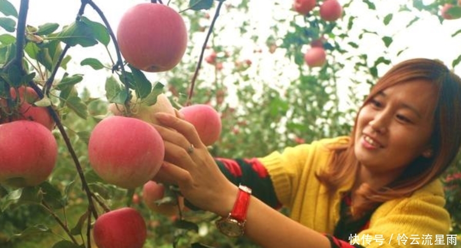  「果子」4万斤果子挂高树，2元一斤卖不动，果农无奈，这年该咋