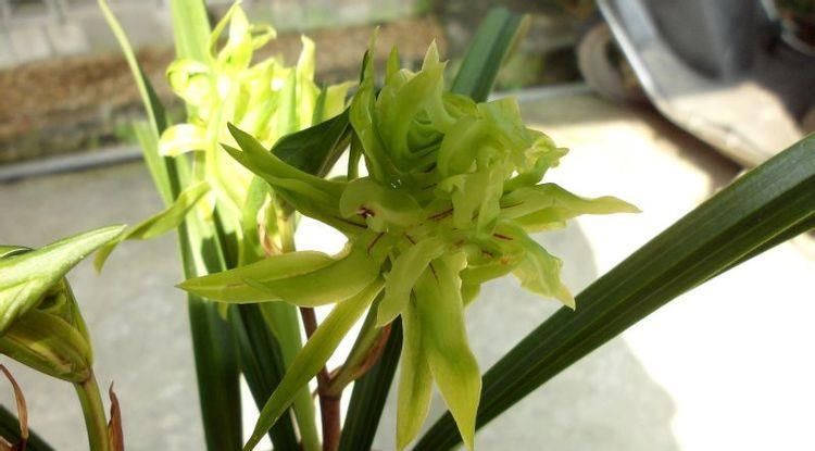  『腾飞』喜欢菊花，首选“珍品名菊”玉龙腾飞，似玉龙飞天，高贵典雅