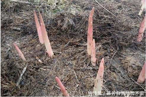 有种野味三十年前泛滥成灾，农村到处都是，现在卖60一斤