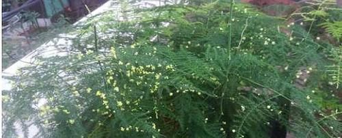  [花结果]高手养文竹，都这样“操作”，年年开花又“结果”，太棒了
