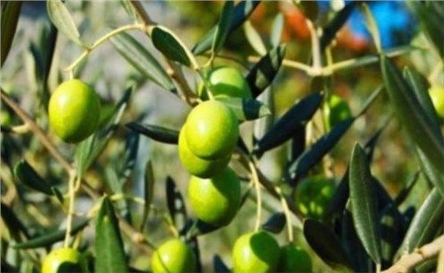 曾经农民大量种植，却因难以下咽卖不出去，如今无人种却卖高价！