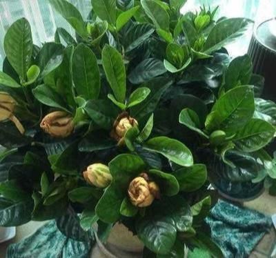  [顺应]新买的栀子花，叽里咕噜掉花苞，顺应4个“潮流”花苞个个拳头大