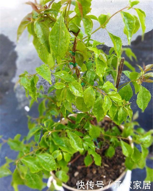  花苞|“三角梅”不开花？用这3个大招，让它花苞冒不停