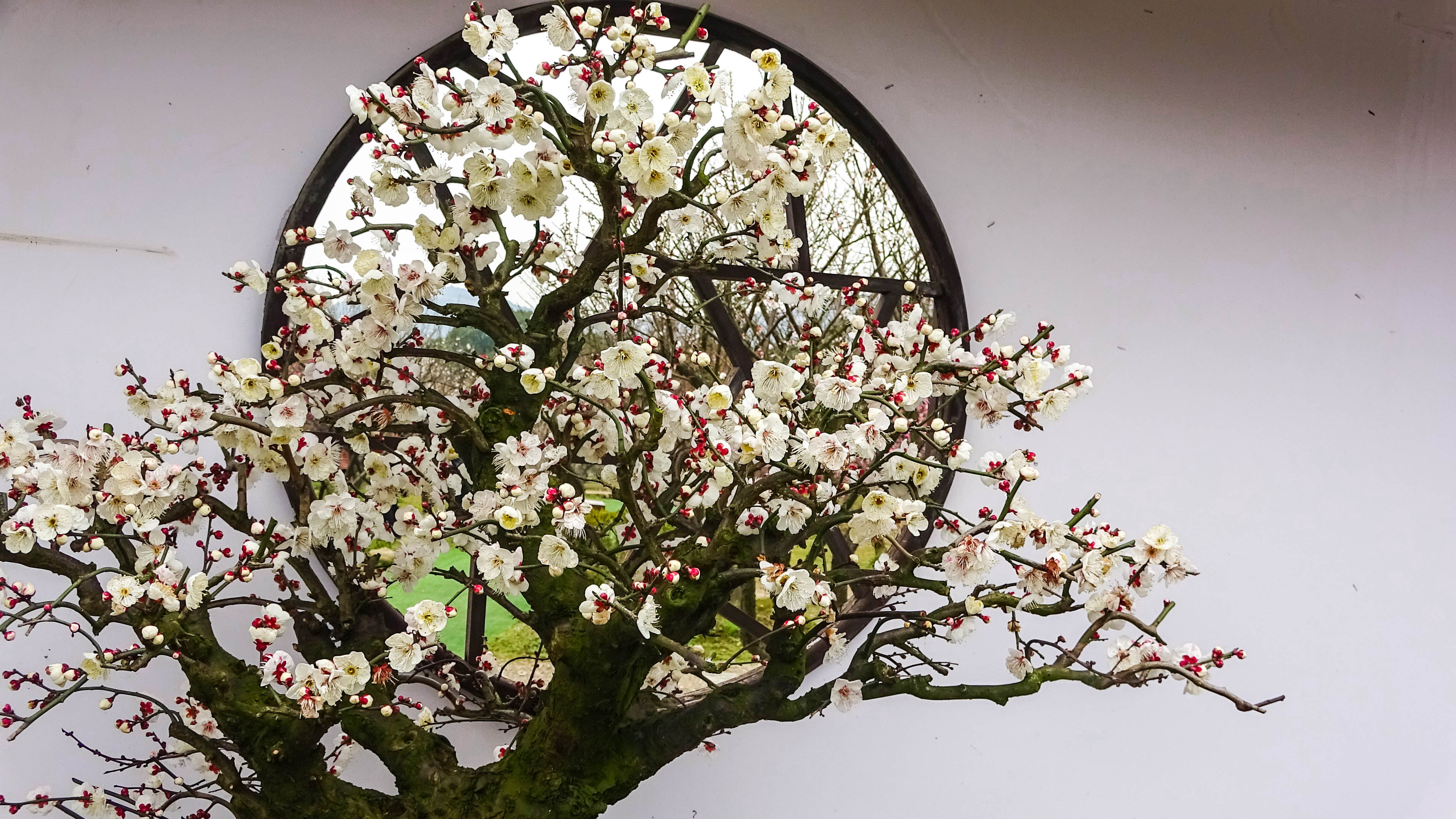 2019，梅花盆景-摄于苏州香雪海景区
