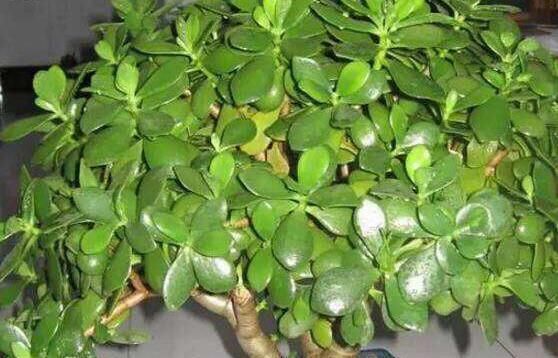 『枝繁叶茂』养玉树的一个小窍门，长得枝繁叶茂又开花，一盆能养好多棵