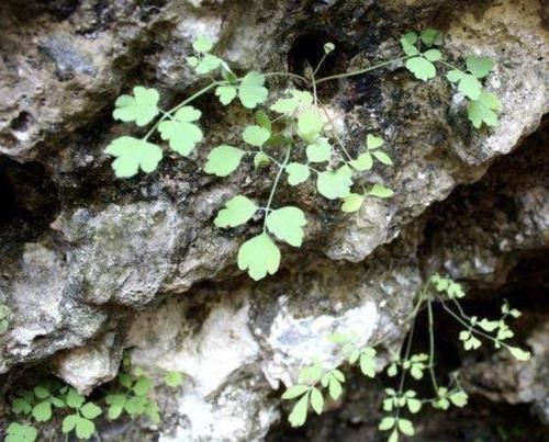  【见到】此种“野草”长在山坡上，见到别踩，1斤能卖“50元”，有价值！
