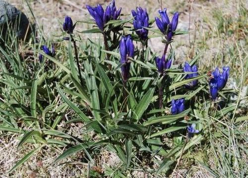  高山■农村高山上，1种野草开出“紫色花”，被称为“秦艽”，有价值！