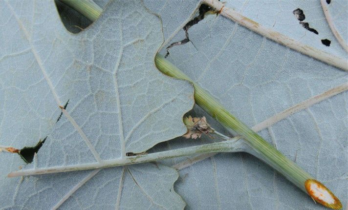 [酒糟鼻]农村生长的这种直立野草，花朵没有花瓣，却有治疗酒糟