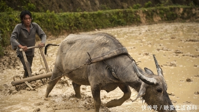  解决|为何农村有那么多光棍？农村结婚难该如何解决？听听网友怎
