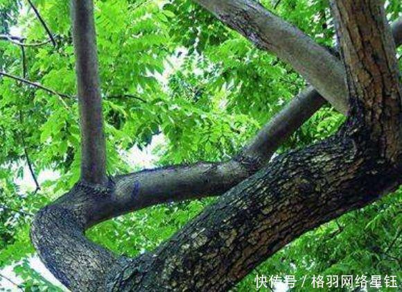  树木：农村一种古老的树，农民不知道珍惜当柴烧，须不知全身上
