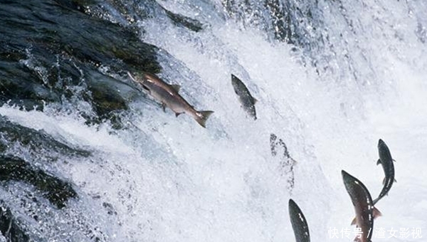 世界上跳的最高的鱼:大西洋鲑,洄游时跳上3.7米的瀑布