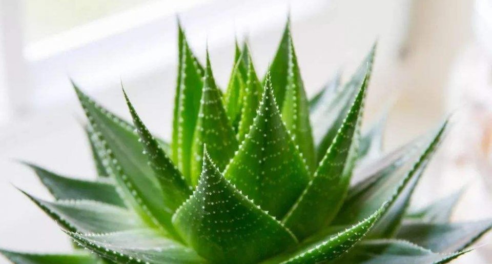  『中华芦荟』种植芦荟不光价值高,而且还有这些功效的,你们知道吗