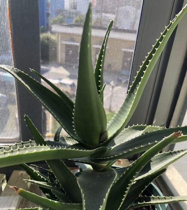  #种植#芦荟开花意味着什么?很多花友不知道!