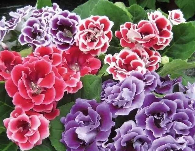  「浇错」5种花就怕乱浇水,浇错了不是黄叶就是烂根,更别指望开花了!
