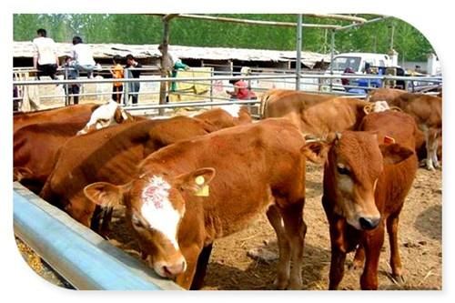  [补贴]现在在农村创业搞养殖，会有哪些方面的政策补贴？这几个