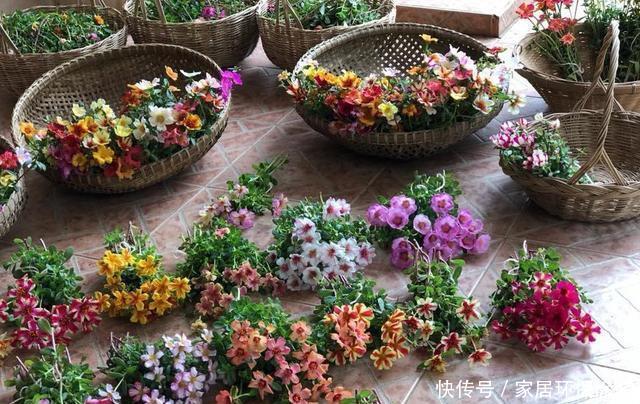 #品种#太阳花竟也有这么多品种,开成花海,也能成为惊世美景
