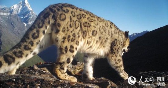 四川四姑娘山首次拍摄到幺妹峰与野生雪豹同框画面