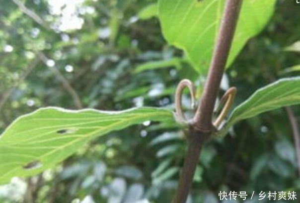 农村一种常见的植物，对小孩子很有好处，全身上下都很值钱