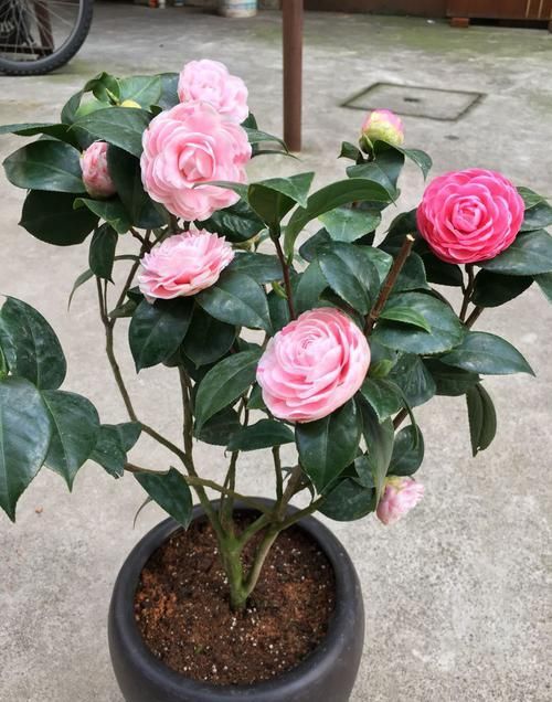 「玫瑰」喜欢玫瑰,不如养盆“精品玫瑰”影星,花开靓丽粉艳,惹人喜爱