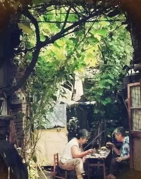  槐树@北京人的生活，一年四季都离不开树！