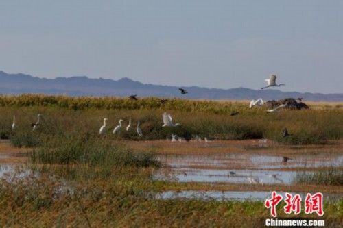 新疆巴里坤湿地秋色风光 美如画