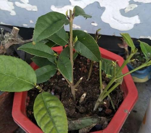  【花钱】4种花太贵别买了，掐个枝就能活，能省不少买花钱！
