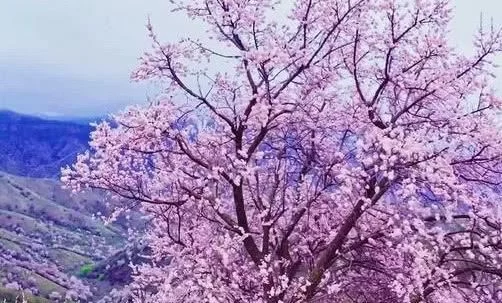 杏花只适合江南?先看看伊犁河谷的爆美杏花吧【2020热门旅游景点】