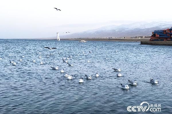 一分钟“打卡”大美青海湖