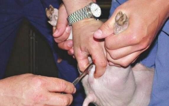  [养猪场]为何养猪场要把小公猪的“蛋蛋”割掉？这些理由不得不