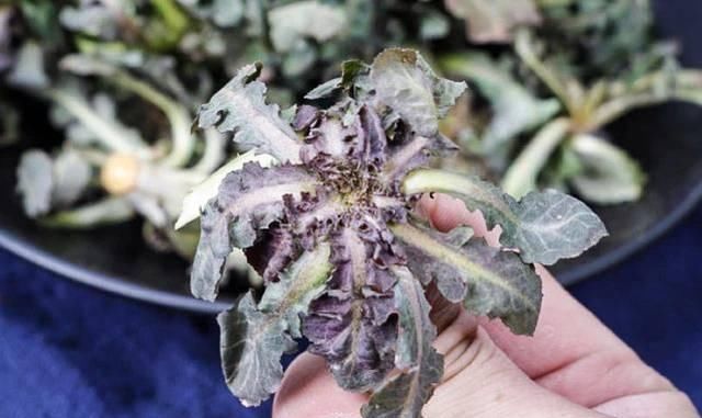  『蒲公英』春天“最苦”的6种野菜，常被当成杂草，殊不知养肝消炎价值高