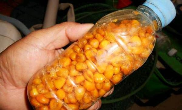 春天：这是春天野生钓鱼的好诱饵。小鱼不要碰它。它是专门用来钓大鱼的。这是一个酒吧间！