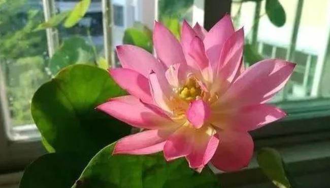  【名字】这3种花名字虽土，花朵一个比一个好看，就是没人敢在家里养