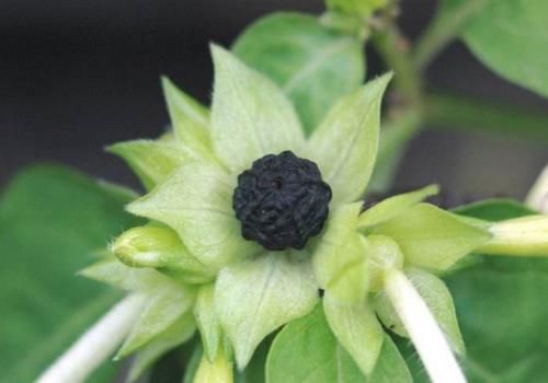  #看起来#农村路边的野花，看起来像小喇叭，曾是农村娃的玩物，