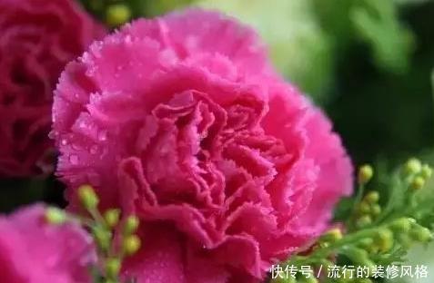  『轻松』家养康乃馨总是长不好，学会这三个小技巧，轻松开出大花球