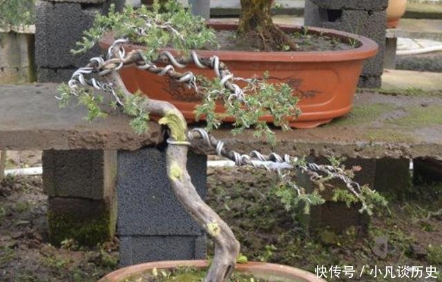 【值钱】夏天花卉怕热,那就养2种“盆景树”,摆家里有寓意,还值钱!