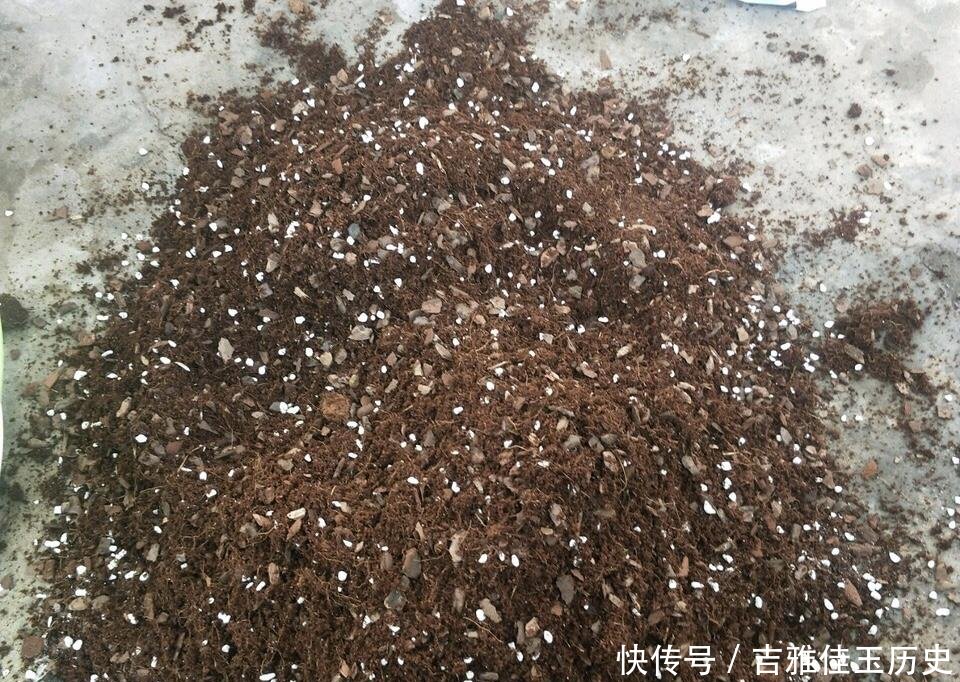  『养花』户外挖“2种土”养花，君子兰长得像“大白菜”，茉莉花“爆盆”