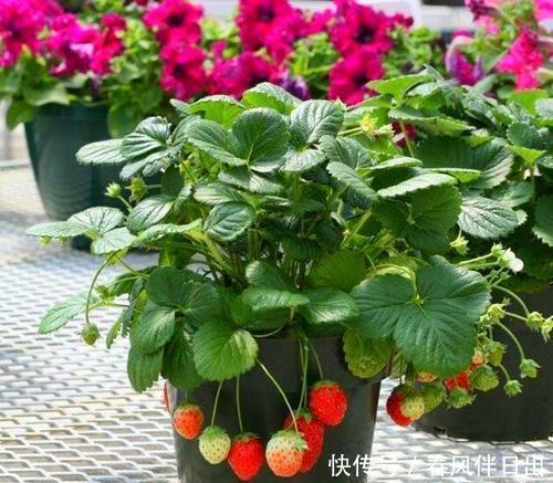 盆栽@这2种水果别扔籽,处理好埋盆里,扎根发芽养成绿叶盆栽