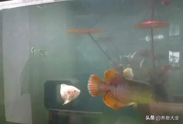  「漂亮」这么漂亮的龙池，竟然用3个垃圾桶做过滤？