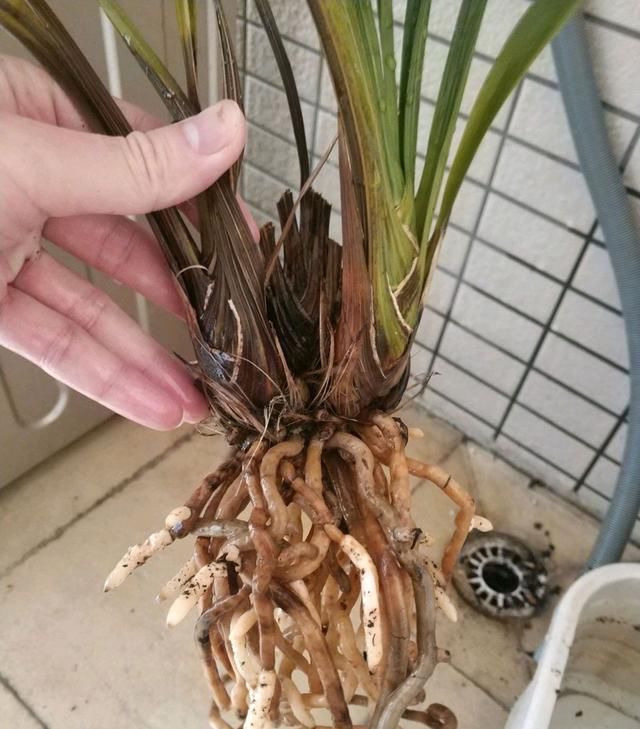  「水晶头」兰花芦头腐烂，根系白嫩还有水晶头，还能憋芽吗？有多远丢多远