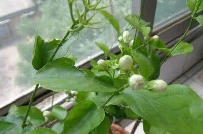  爆满■养栀子花、茉莉花这点最关键，不黄叶掉叶，开花多又香，爆满盆！
